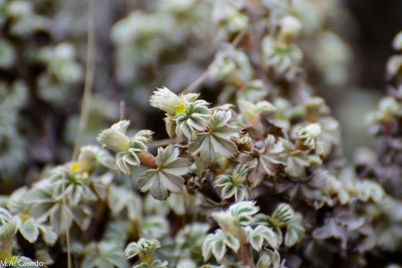 Alchemilla haumanii photo 8