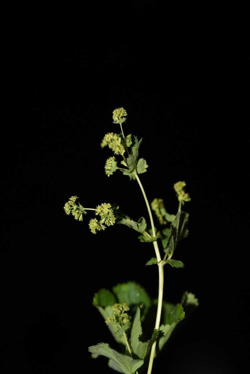 Alchemilla hebescens