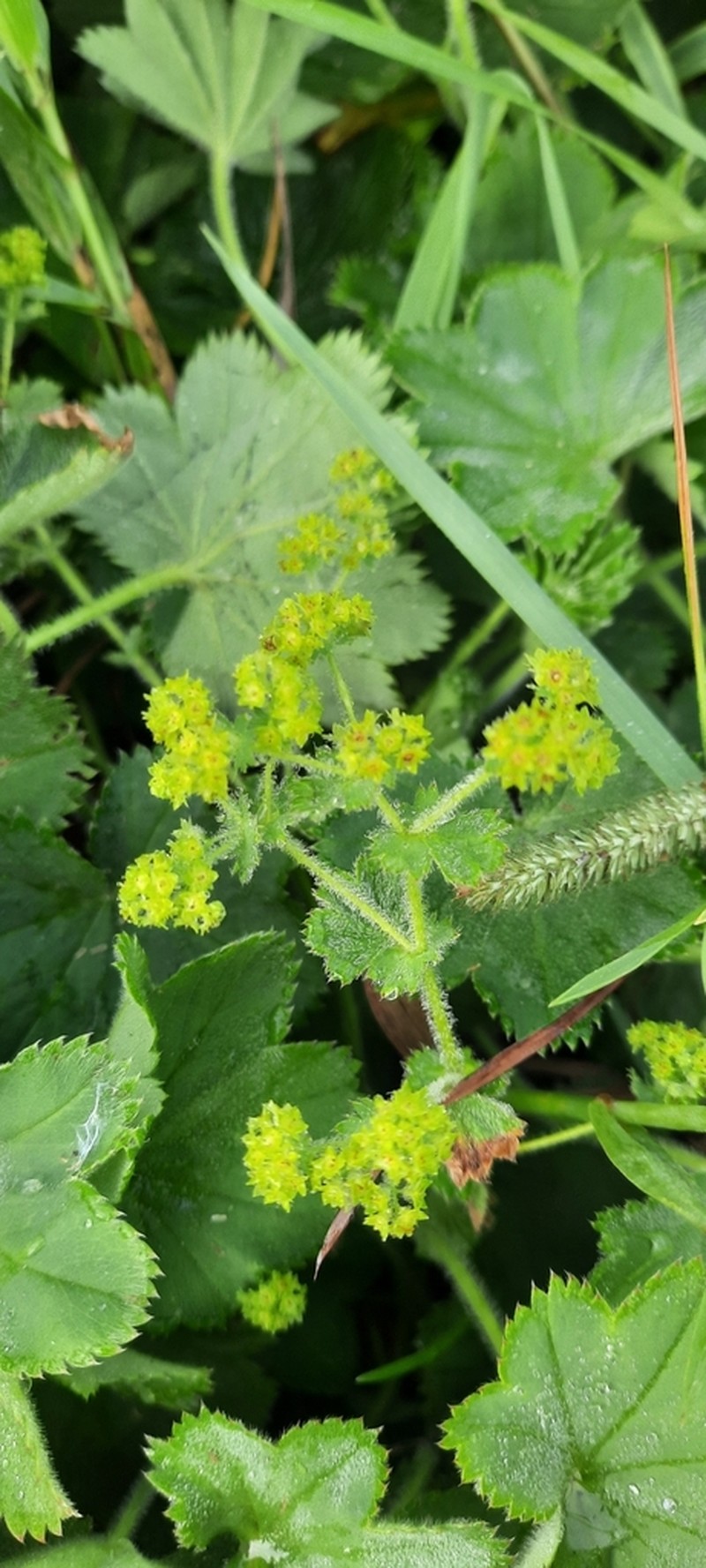 Alchemilla hebescens photo 2