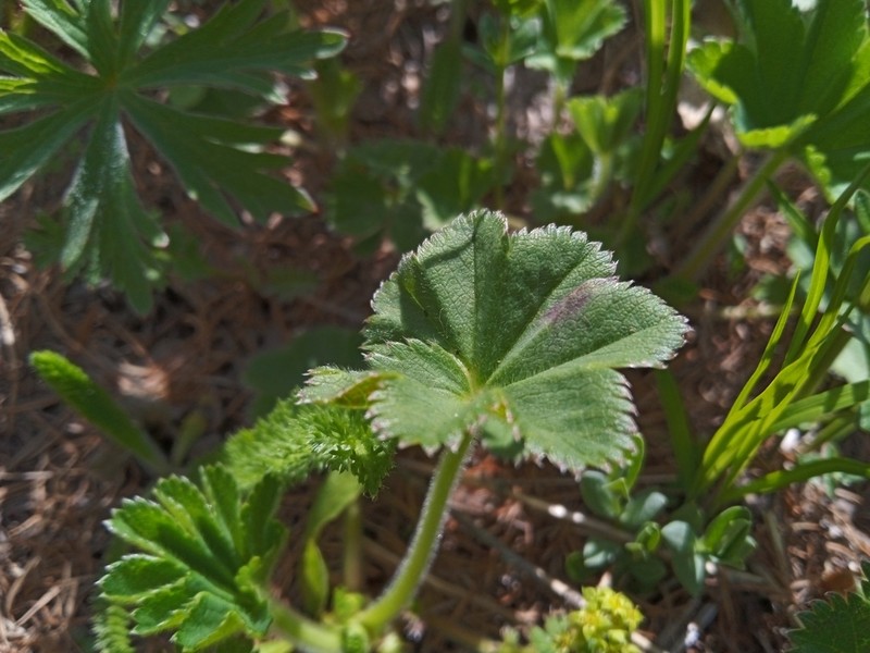 Alchemilla hebescens photo 3