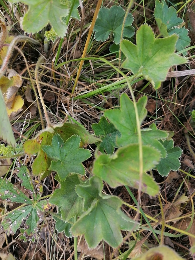 Alchemilla hebescens photo 4