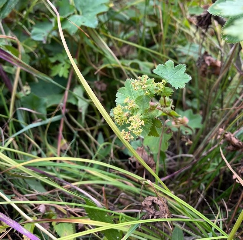 Alchemilla hebescens photo 5