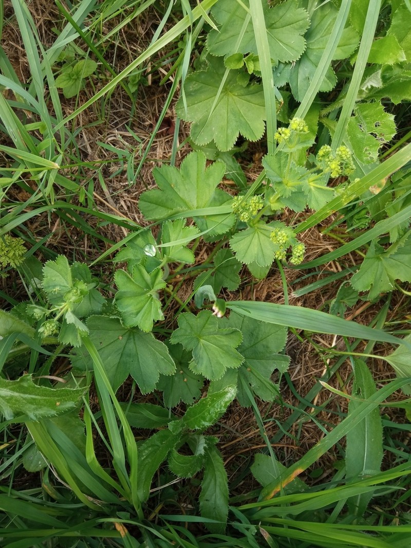 Alchemilla hebescens photo 6