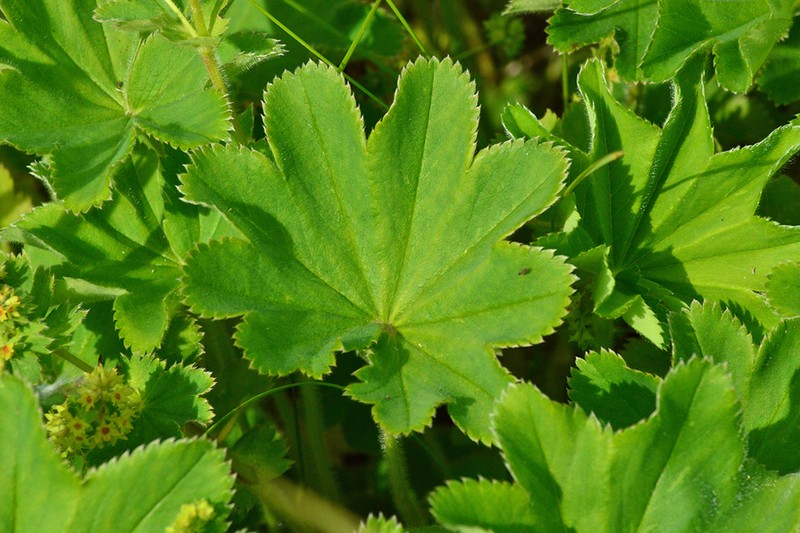 Alchemilla hebescens photo 7