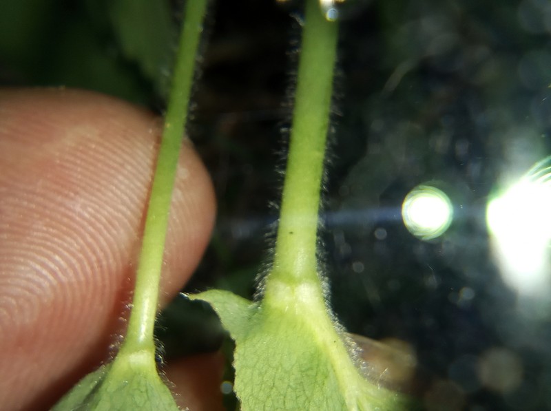 Alchemilla hebescens photo 8
