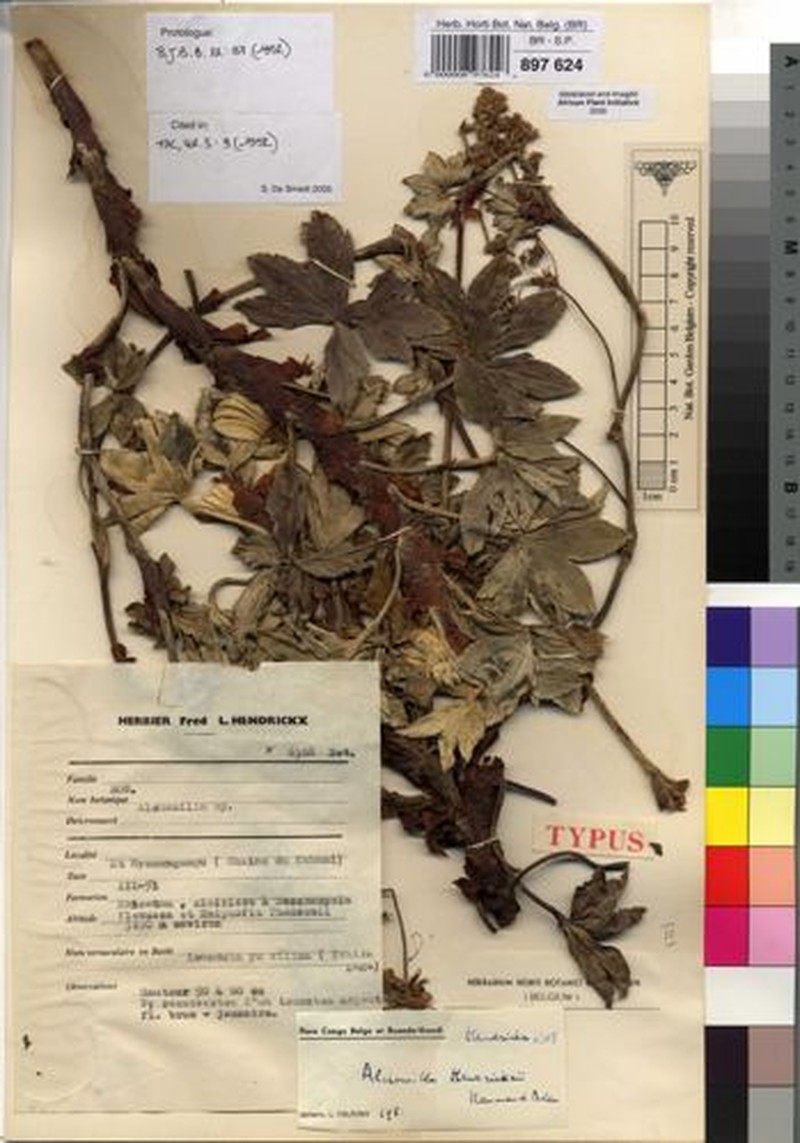 Alchemilla hendrickxii