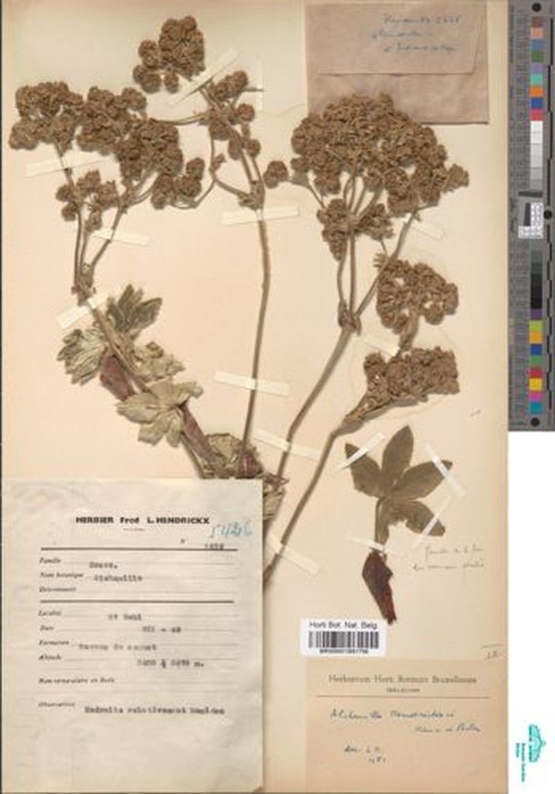 Alchemilla hendrickxii photo 2