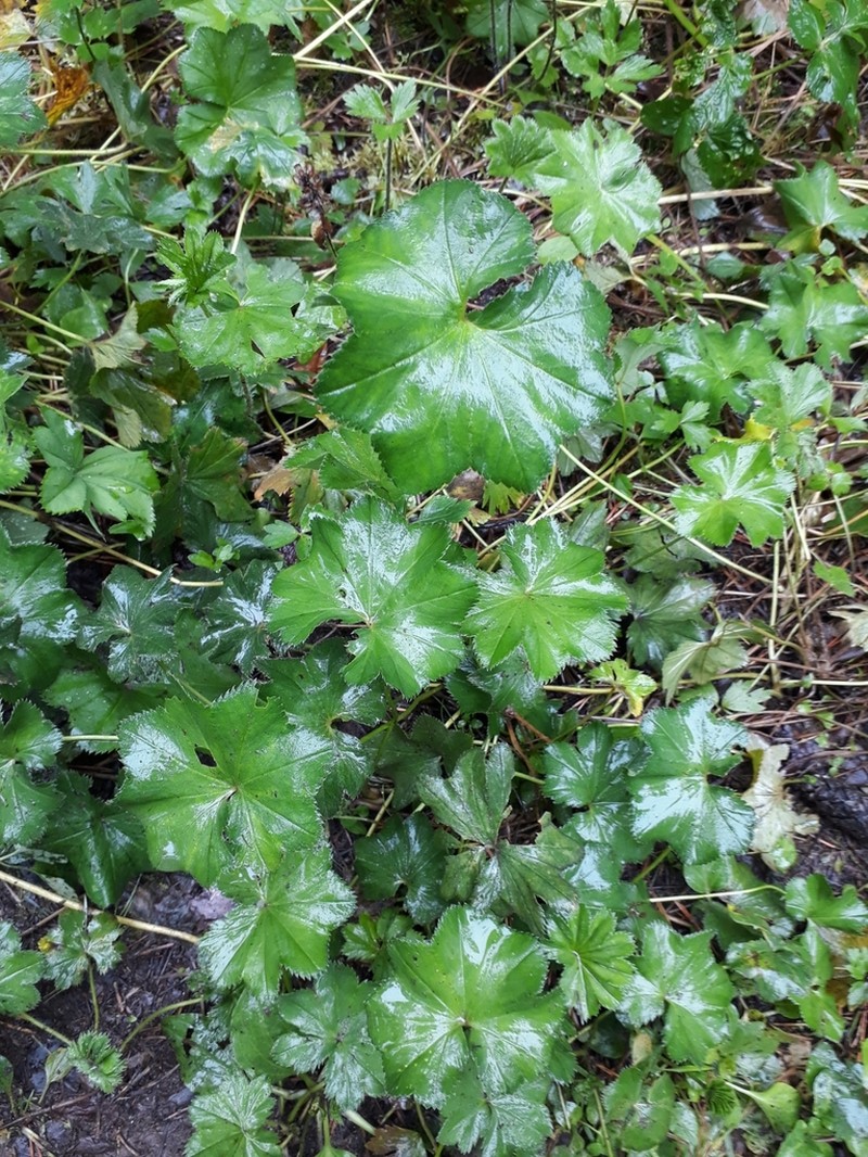 Alchemilla heptagona