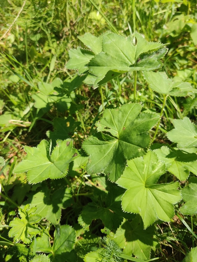 Alchemilla heptagona photo 2