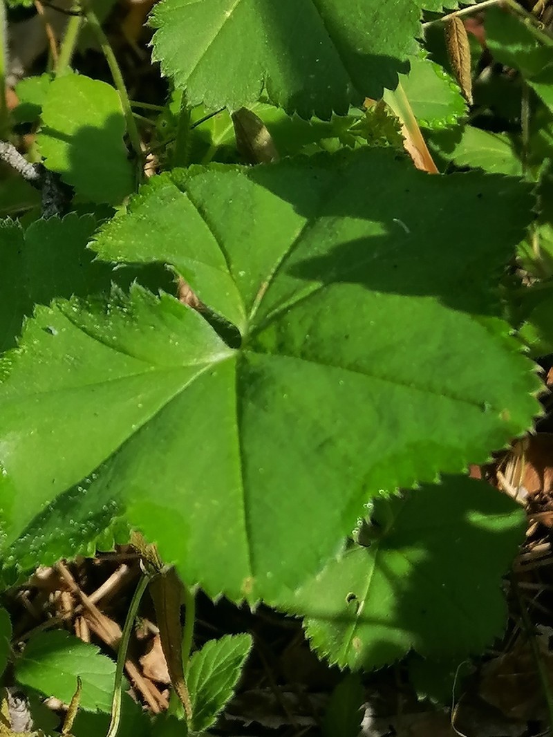 Alchemilla heptagona photo 3