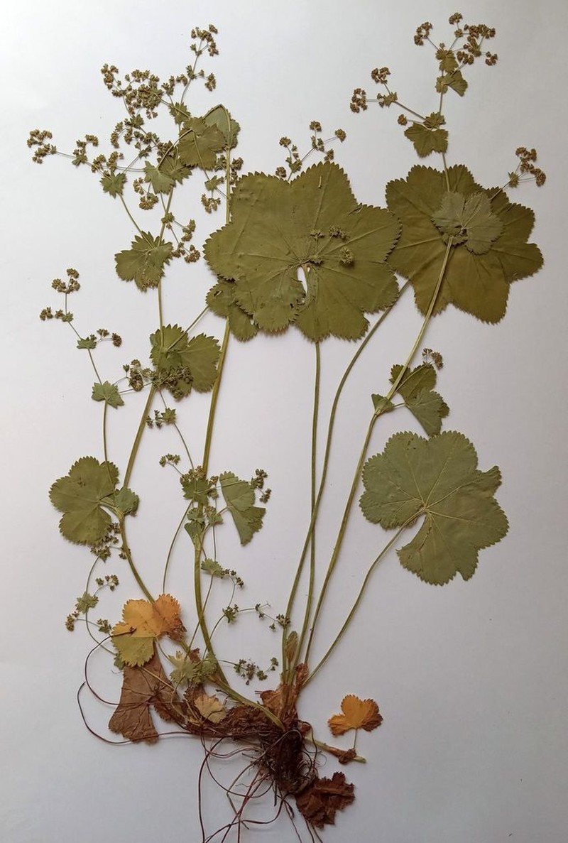Alchemilla heptagona photo 4
