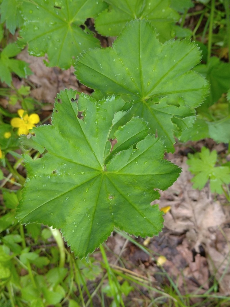 Alchemilla heptagona photo 5