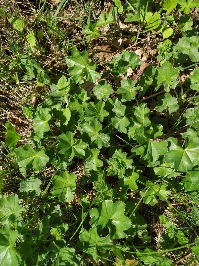 Alchemilla heptagona photo 6