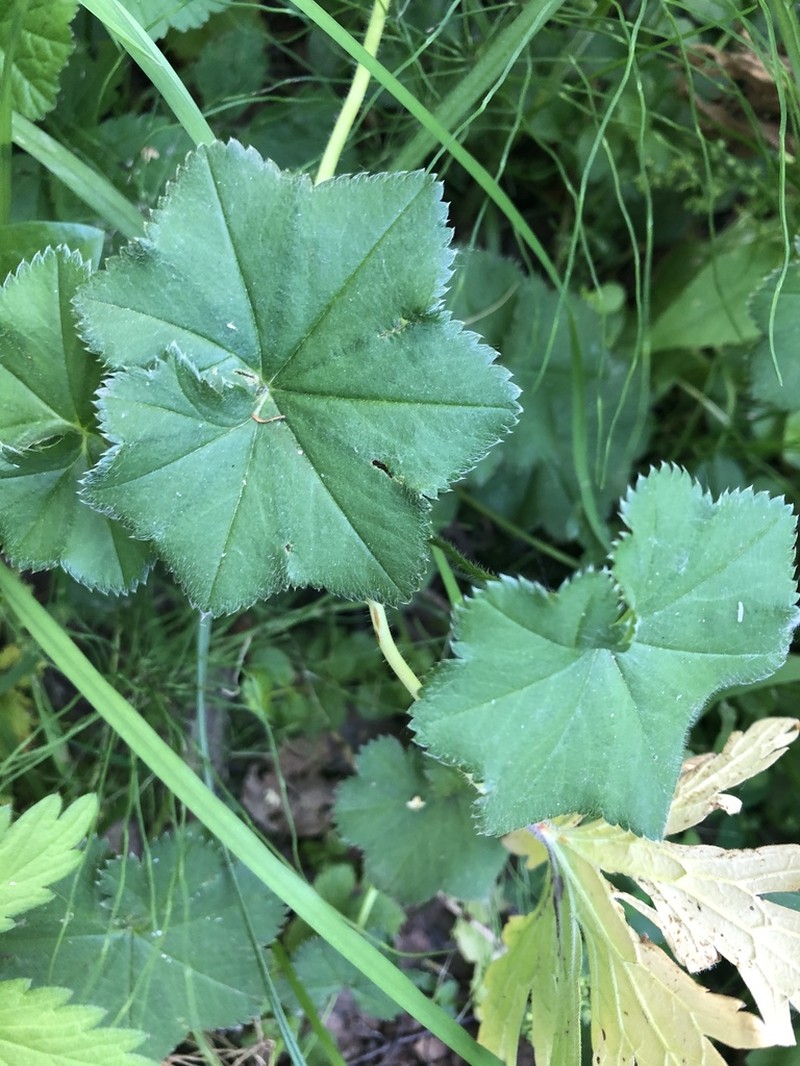 Alchemilla heptagona photo 7