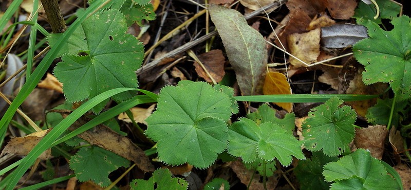 Alchemilla heptagona photo 8