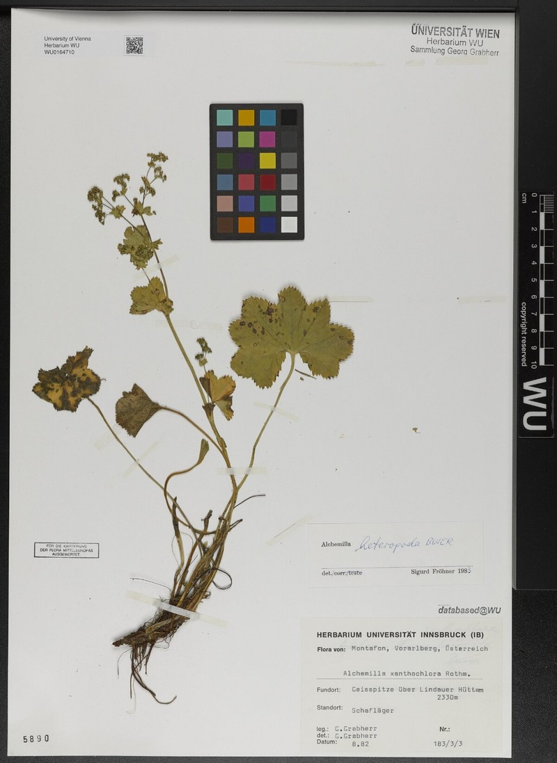 Alchemilla heteropoda