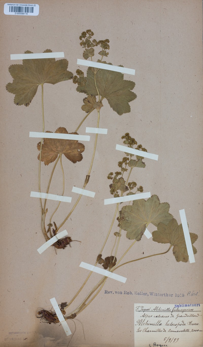 Alchemilla heteropoda photo 2