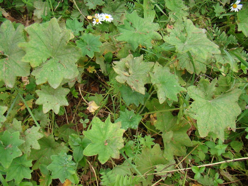Alchemilla hians photo 2