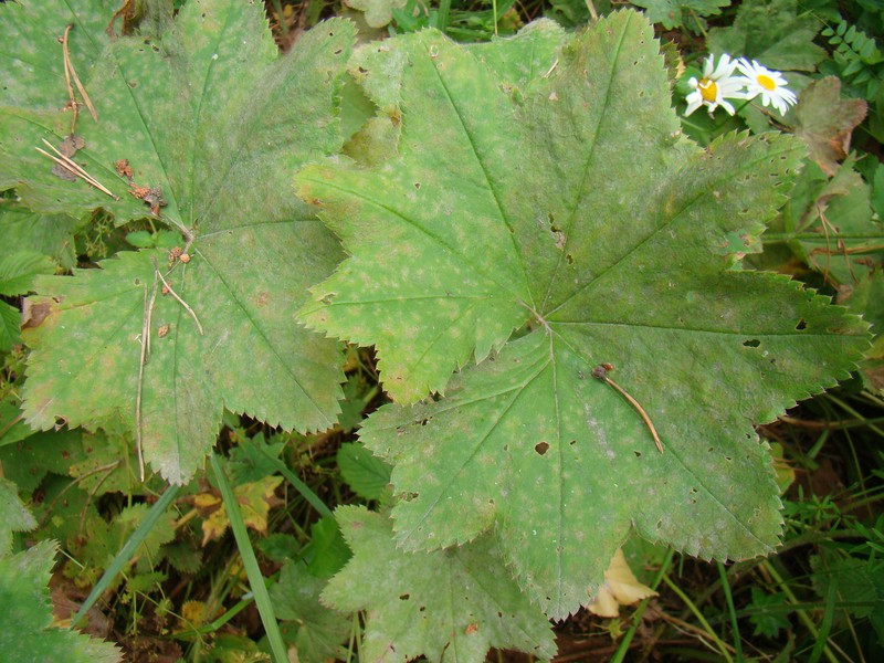 Alchemilla hians photo 3