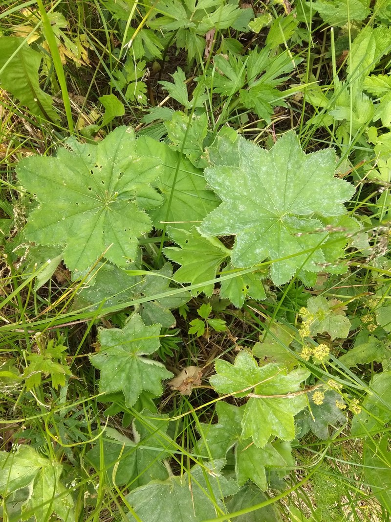 Alchemilla hians photo 4