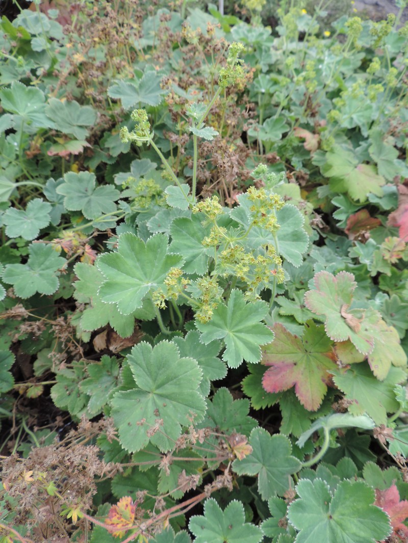 Alchemilla hirsuticaulis