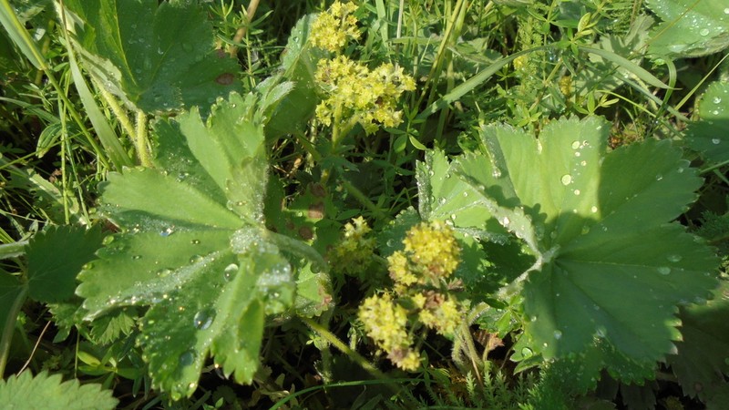 Alchemilla hirsuticaulis photo 2