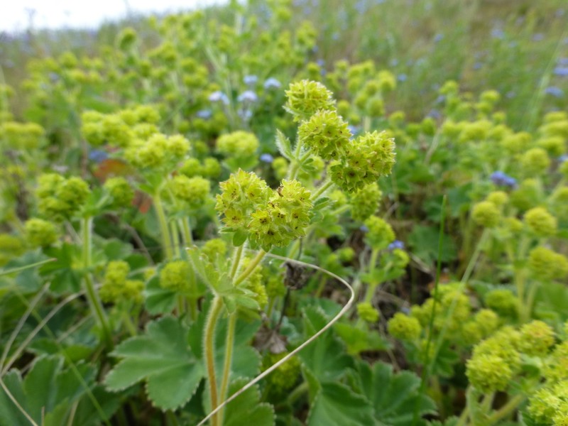 Alchemilla hirsuticaulis photo 3
