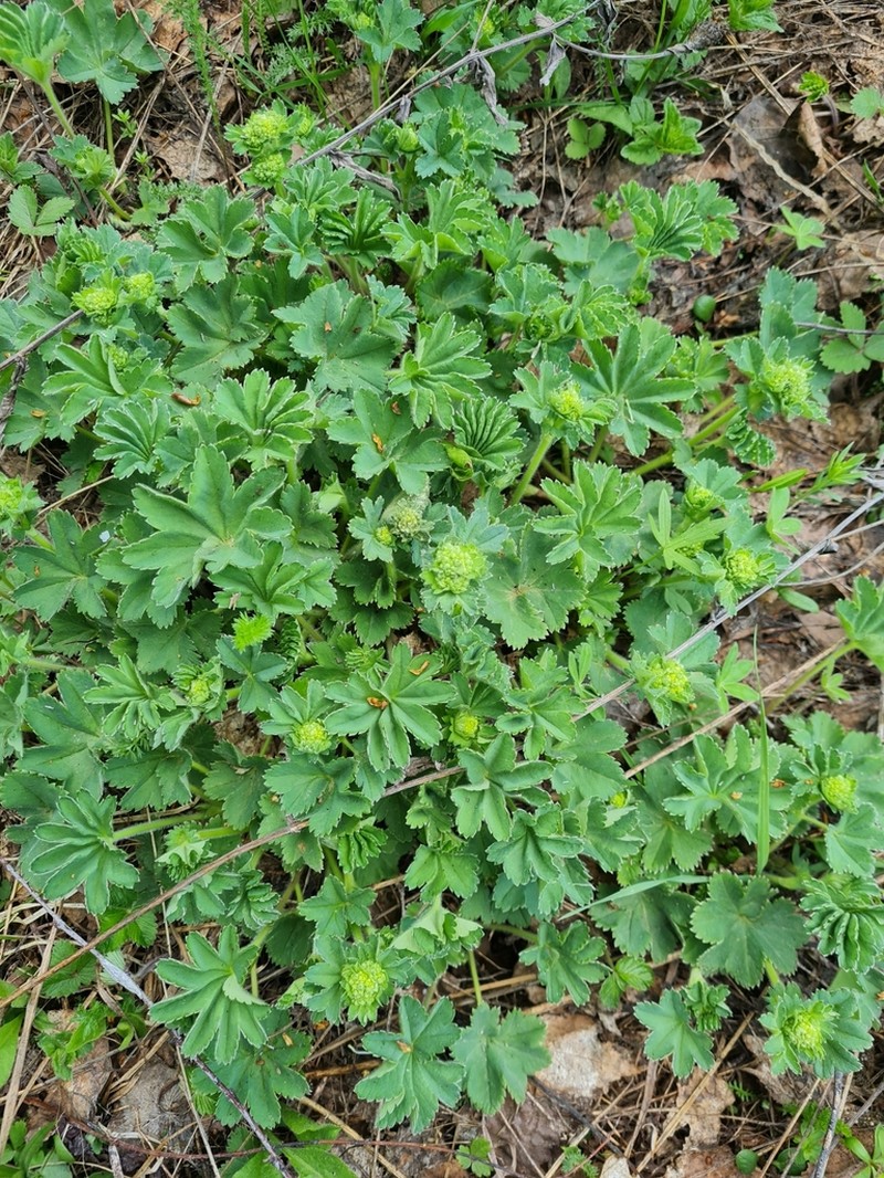 Alchemilla hirsuticaulis photo 4