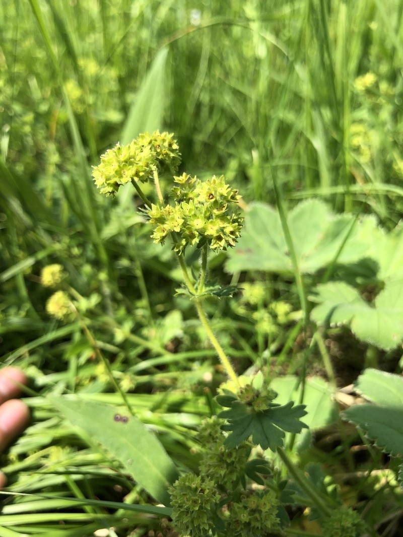 Alchemilla hirsuticaulis photo 5