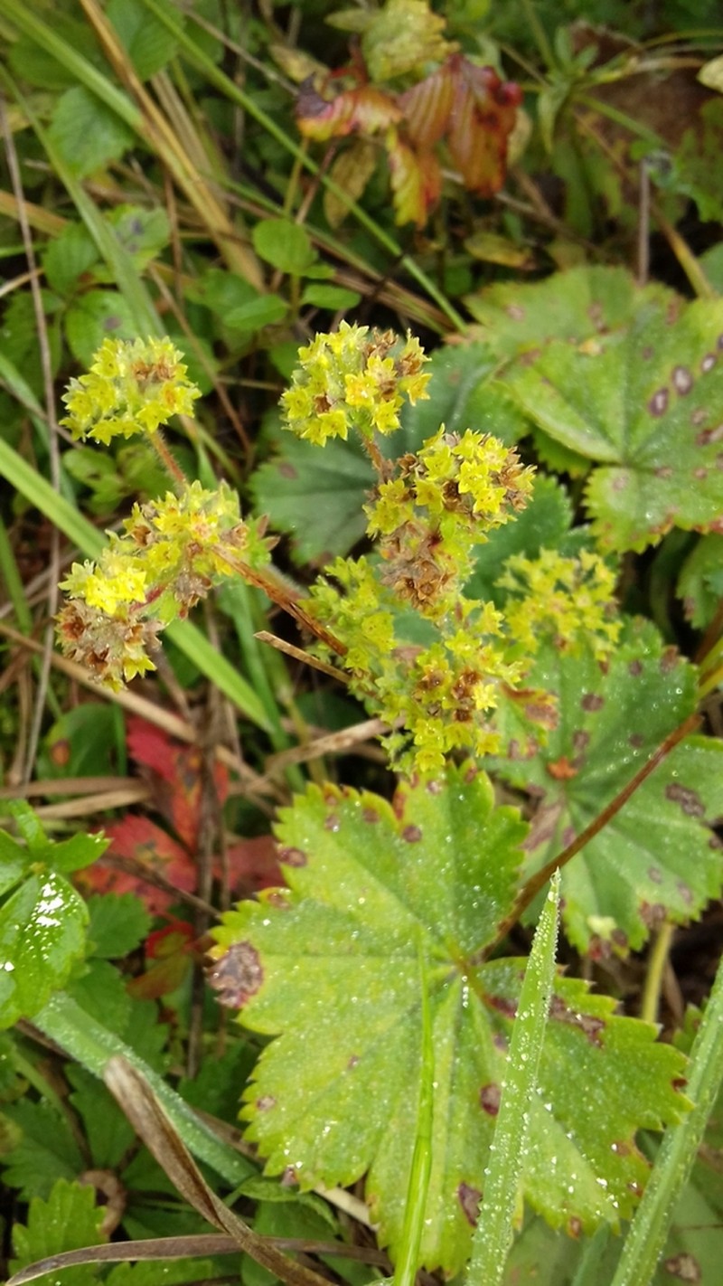 Alchemilla hirsuticaulis photo 6