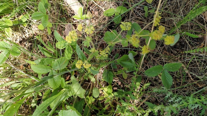 Alchemilla hirsuticaulis photo 7