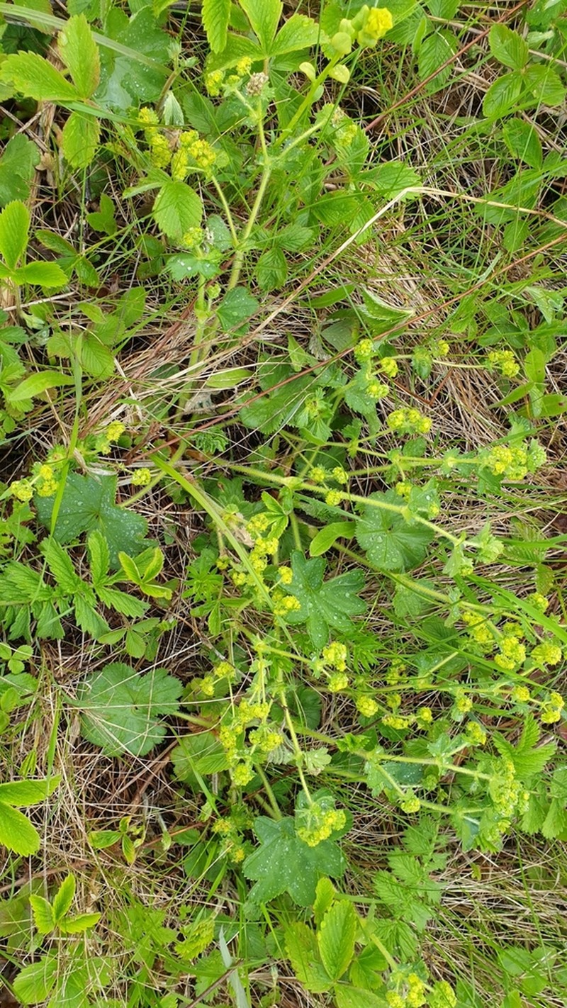 Alchemilla hirsuticaulis photo 8
