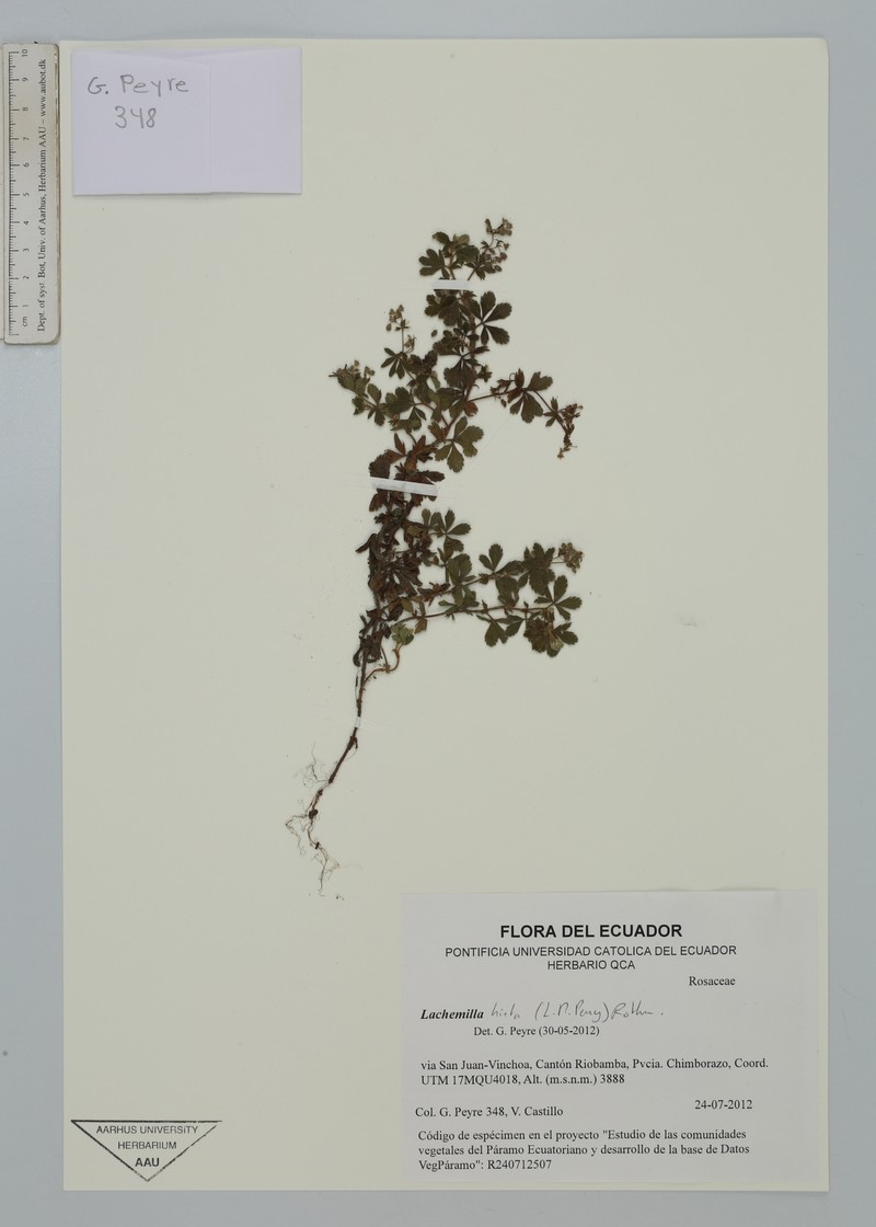 Alchemilla hirta