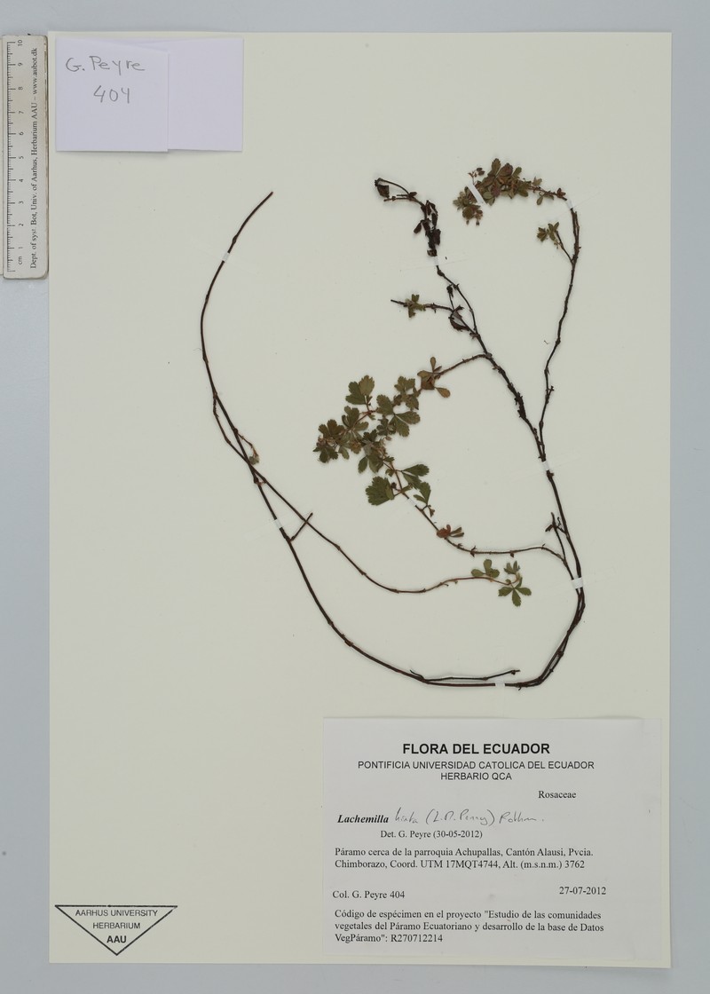 Alchemilla hirta photo 2
