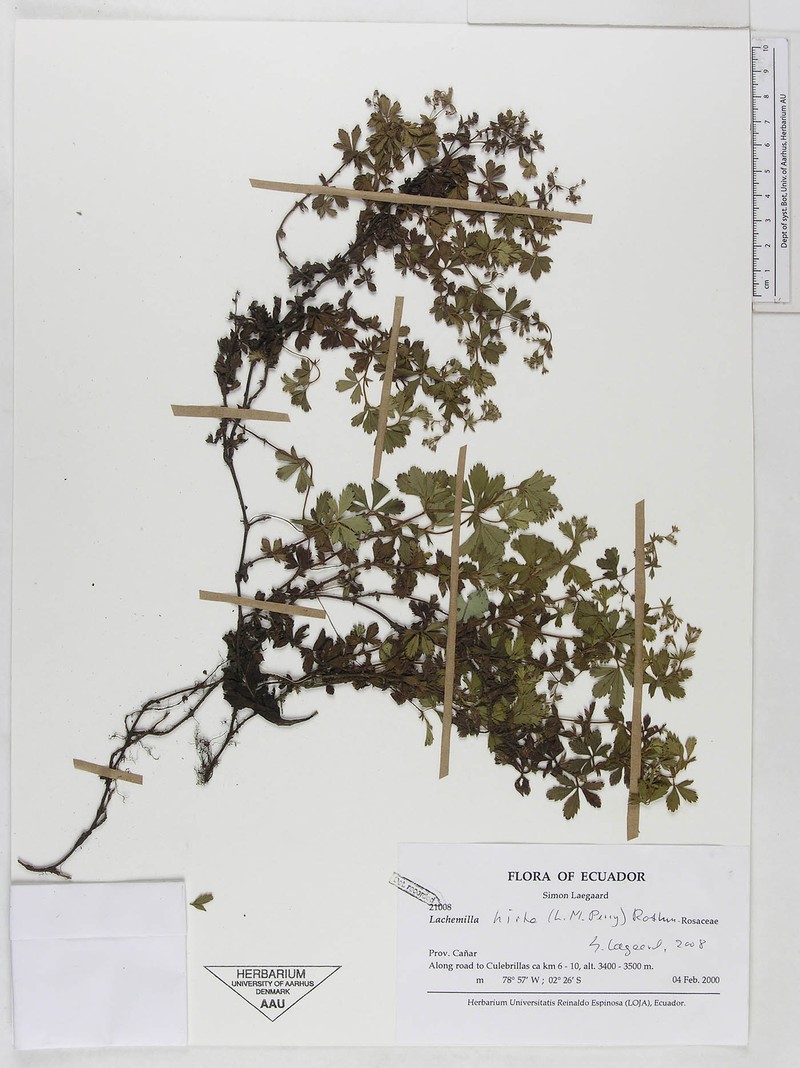 Alchemilla hirta photo 3