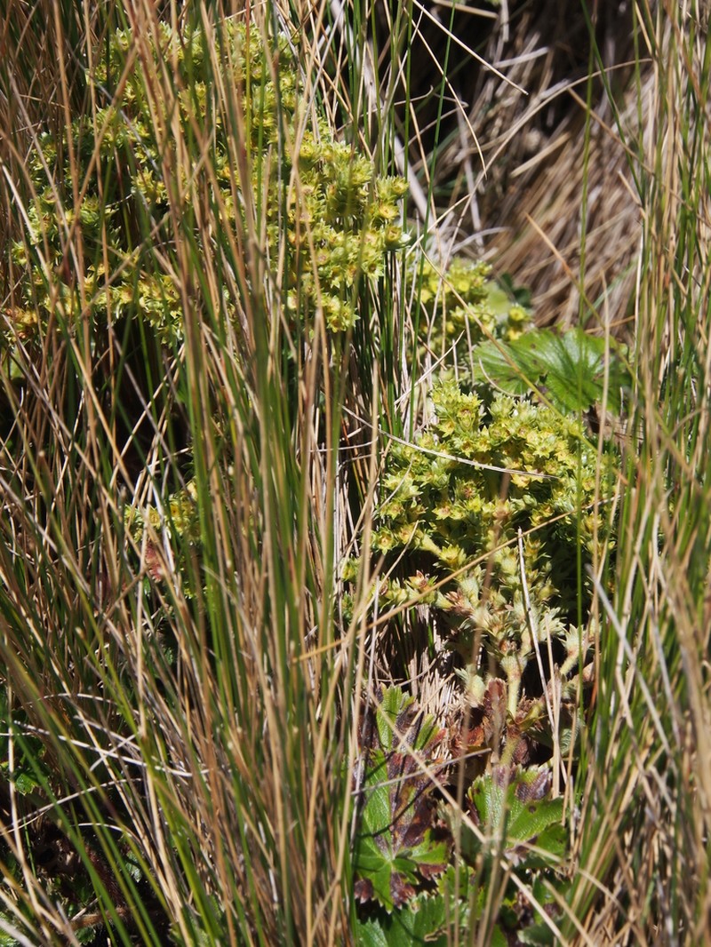 Alchemilla hispidula