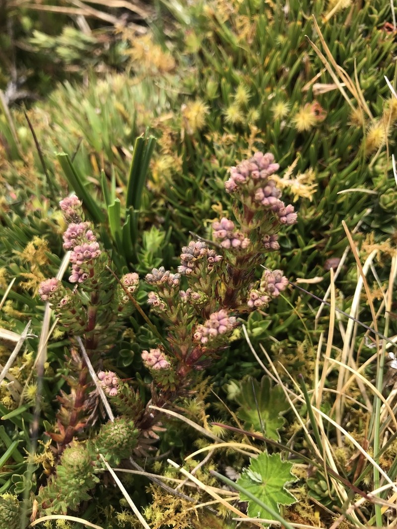 Alchemilla hispidula photo 2