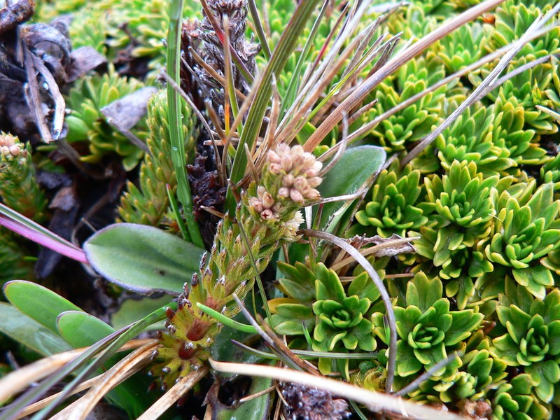 Alchemilla hispidula photo 3