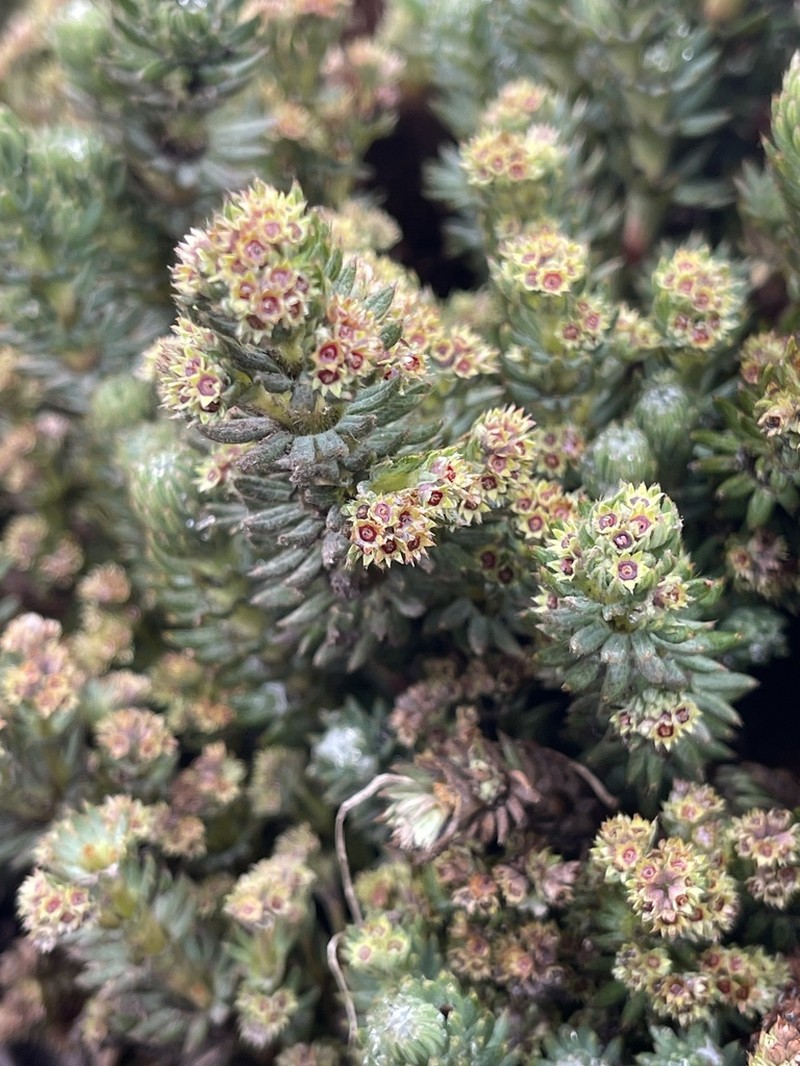 Alchemilla hispidula photo 4