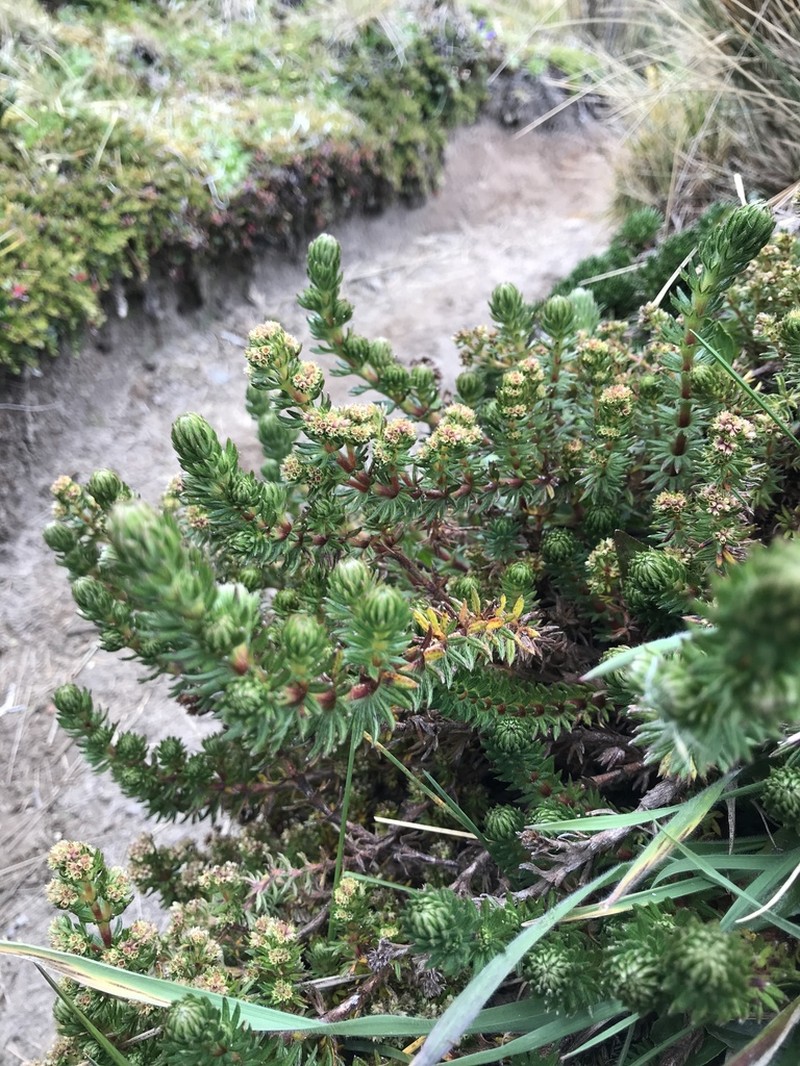 Alchemilla hispidula photo 5