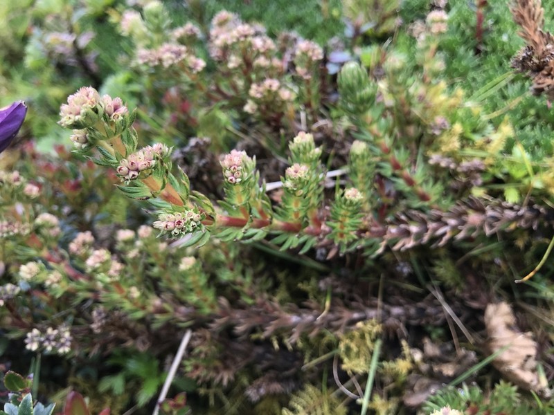 Alchemilla hispidula photo 6