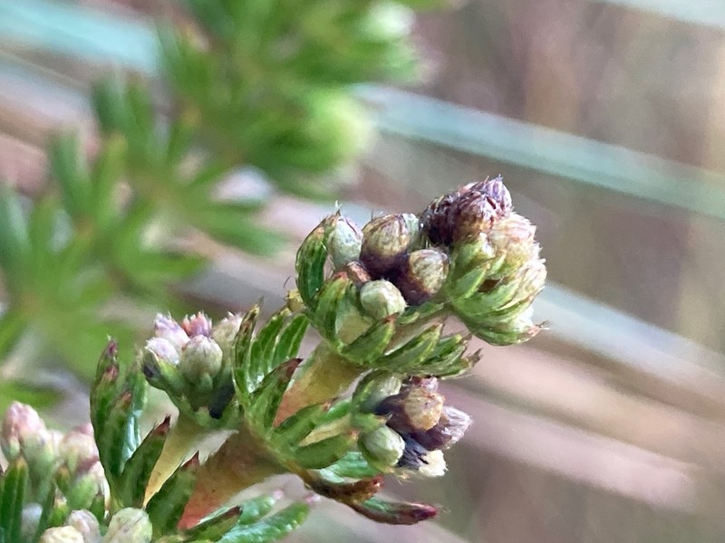 Alchemilla hispidula photo 7