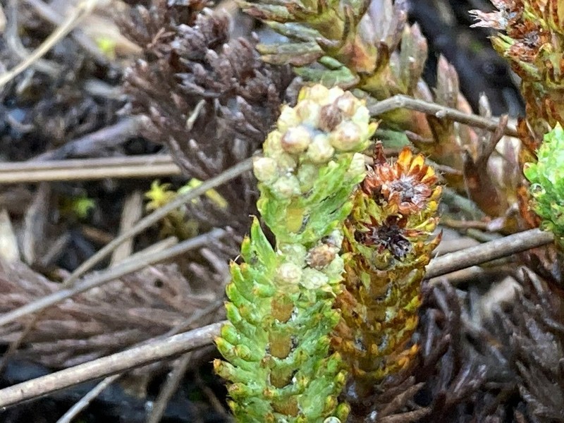 Alchemilla hispidula photo 8