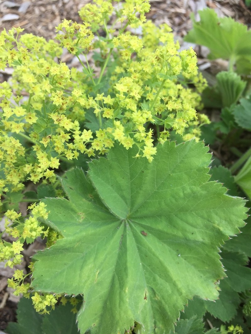 Alchemilla holocycla photo 2