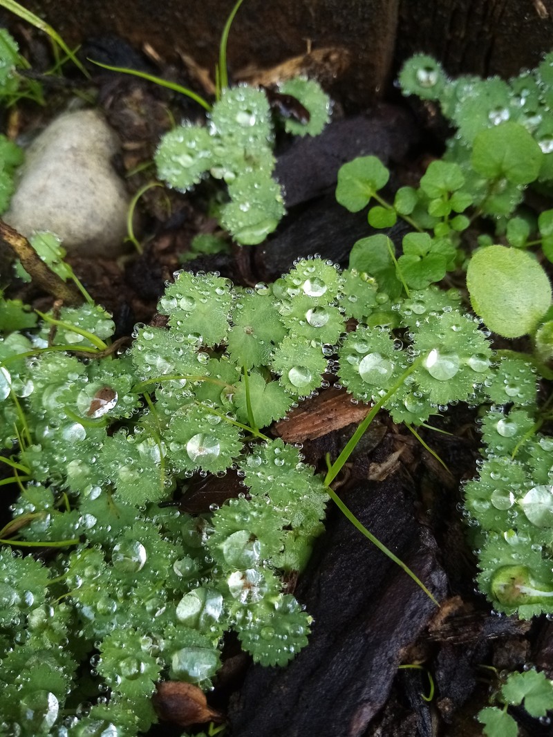 Alchemilla holocycla photo 4
