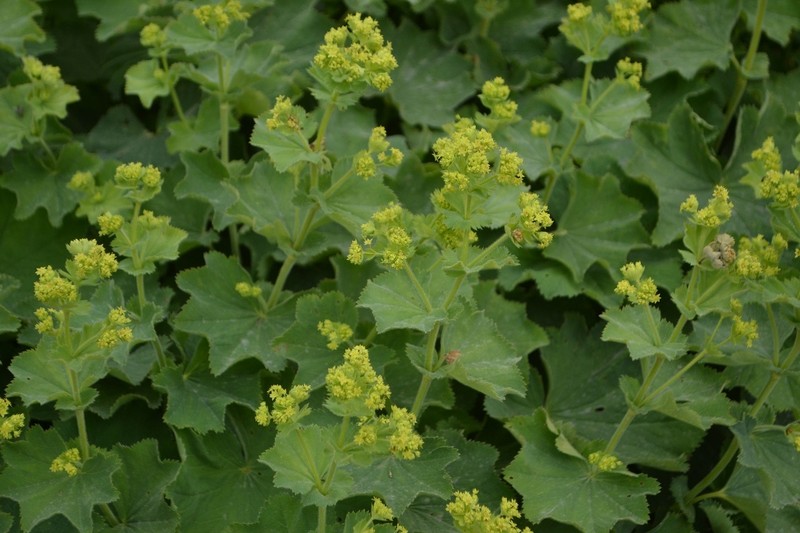 Alchemilla holocycla photo 5