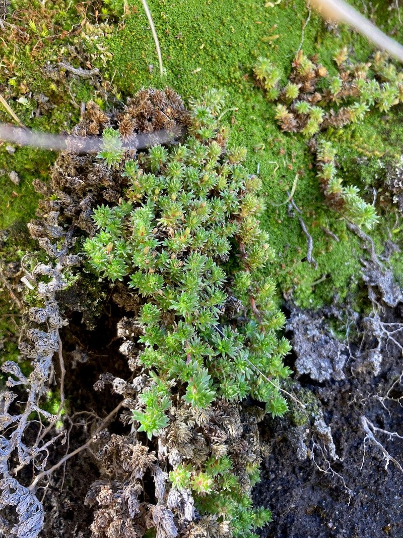 Alchemilla holosericea