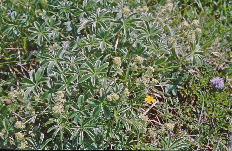 Alchemilla hoppeana
