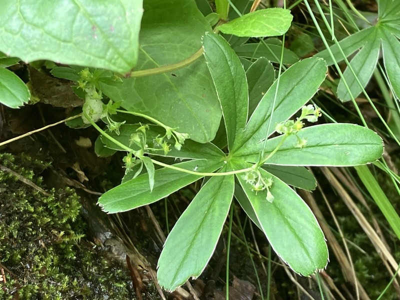 Alchemilla hoppeana photo 2