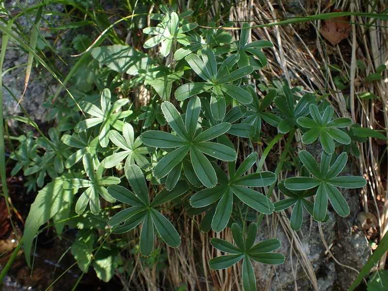 Alchemilla hoppeana photo 3